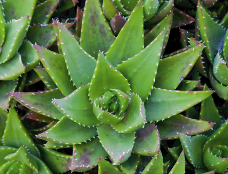 Tablou canvas : Aloe Vera [3]