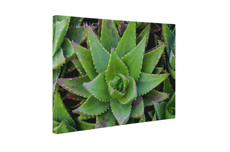 Tablou canvas : Aloe Vera [4]