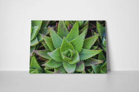 Tablou canvas : Aloe Vera [1]