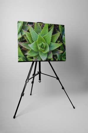 Tablou canvas : Aloe Vera [2]