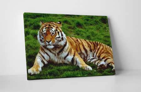 Animale - Tablou canvas : Tigrul obosit
