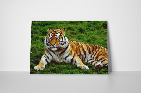 Tablou canvas : Tigrul obosit [1]