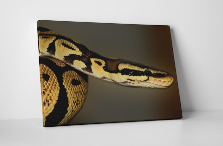 Animale - Tablou canvas : Sarpele
