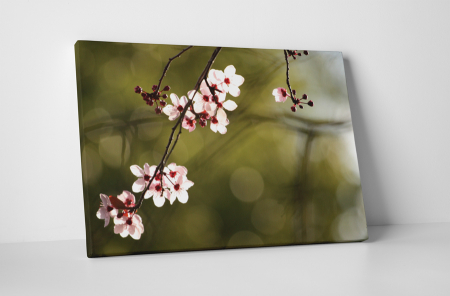 Natură - Tablou canvas : Floare de cires