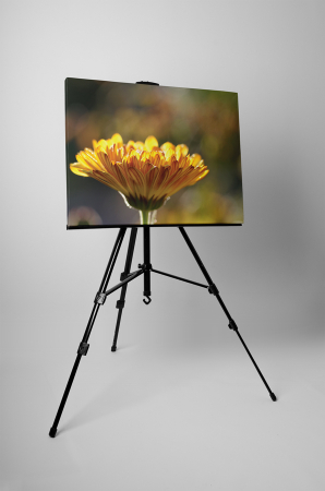 Tablou canvas : Gerbera [2]