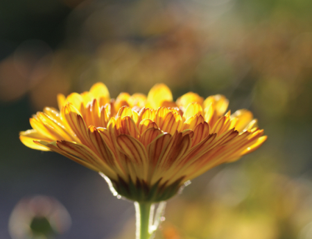 Tablou canvas : Gerbera [3]