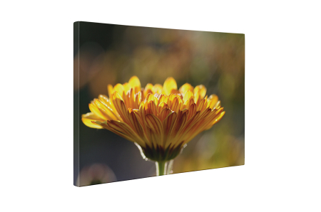 Tablou canvas : Gerbera [4]
