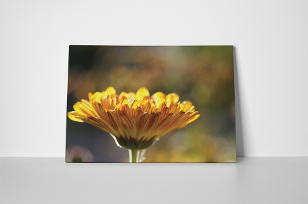 Tablou canvas : Gerbera [1]