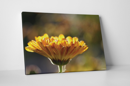 Tablouri Canvas - Tablou canvas : Gerbera