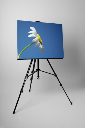Tablou canvas : Musetel singuratic [2]