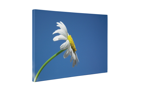Tablou canvas : Musetel singuratic [4]