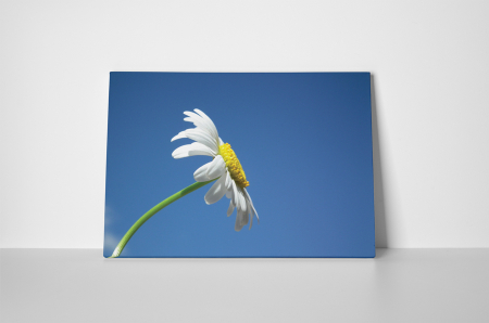 Tablou canvas : Musetel singuratic [1]