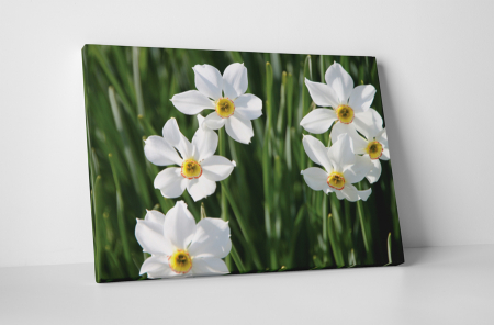 Tablouri Canvas - Tablou canvas : Narcisa alba