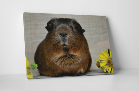 Animale - Tablou canvas : Porcusor de Guineea