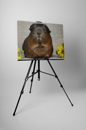 Tablou canvas : Porcusor de Guineea [3]