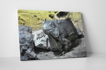 Animale - Tablou canvas : Iguana