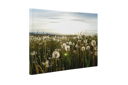 Tablou canvas : Camp de papadii [4]