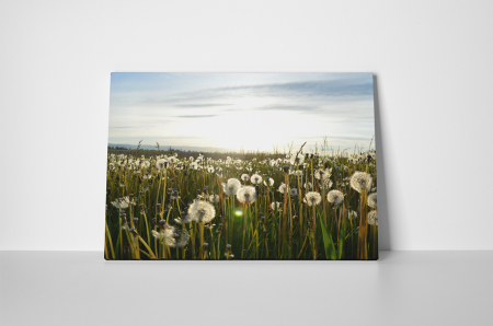 Tablou canvas : Camp de papadii [1]