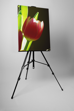 Tablou canvas : Lalea [2]