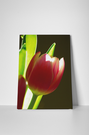 Tablou canvas : Lalea [1]