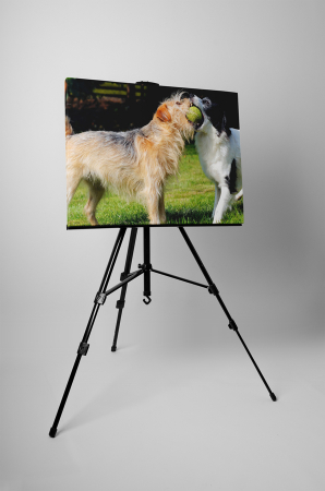 Tablou canvas : Caini jucausi [2]