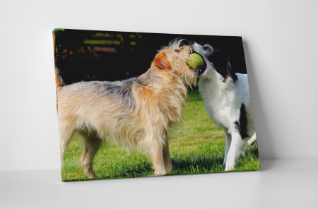 Animale - Tablou canvas : Caini jucausi