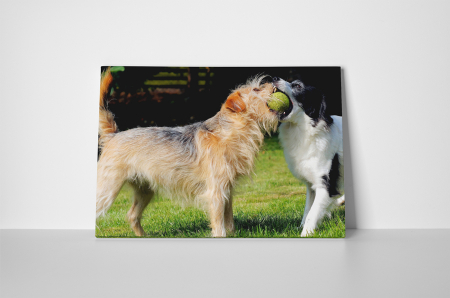 Tablou canvas : Caini jucausi [1]