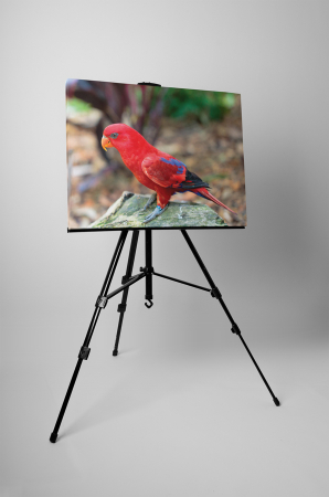 Tablou canvas : Pasarea rosie [2]