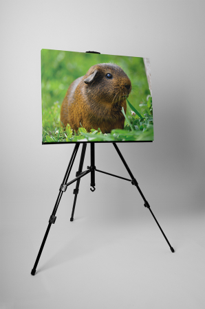 Tablou canvas : Porcusor de Guineea maro [2]