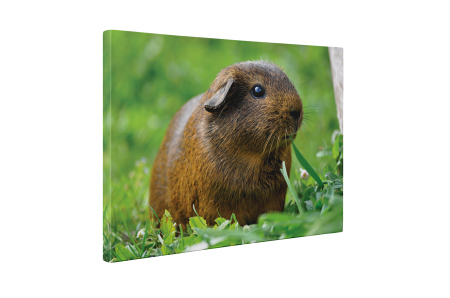 Tablou canvas : Porcusor de Guineea maro [4]