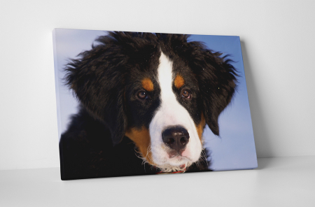 Animale - Tablou canvas : Ciobanesc australian