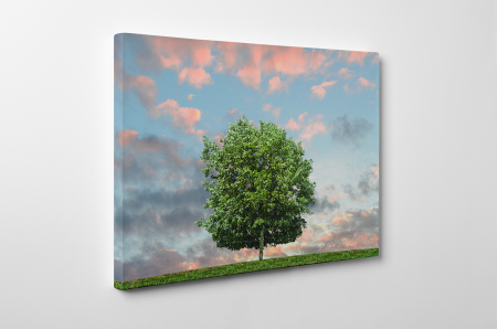 Tablou canvas : Lonely Tree [2]