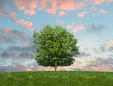 Tablou canvas : Lonely Tree [1]
