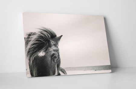 Animale - Tablou canvas : Cal salbatic