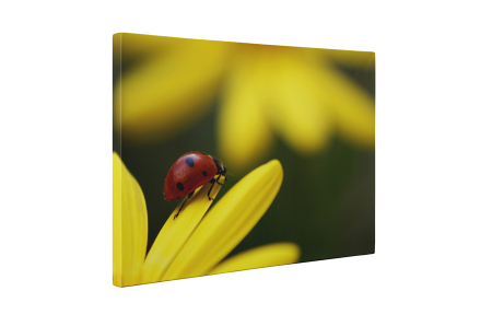 Tablou canvas : Buburuza [4]