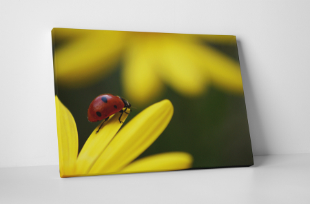 Animale - Tablou canvas : Buburuza