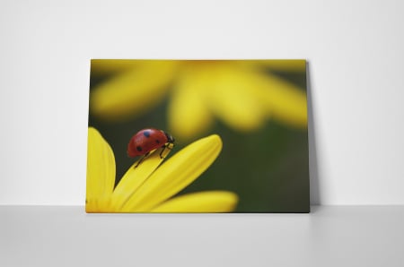 Tablou canvas : Buburuza [1]