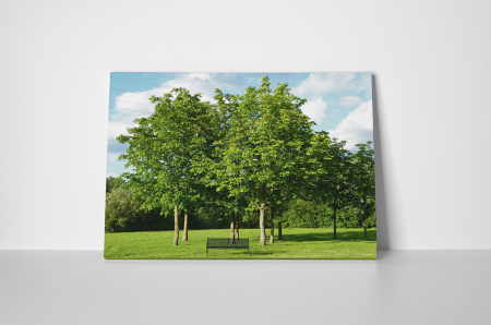 Tablou canvas : Parcul verde [1]