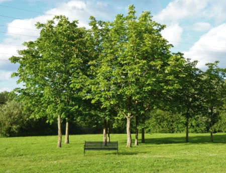 Tablou canvas : Parcul verde [3]