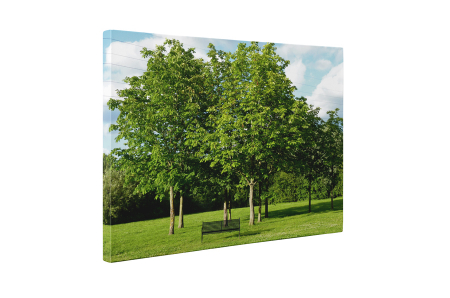 Tablou canvas : Parcul verde [4]