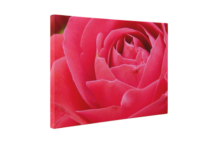 Tablou canvas : Petale de trandafir [4]
