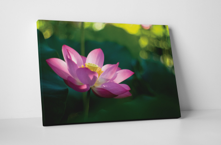 Tablouri Canvas - Tablou canvas : Nufar