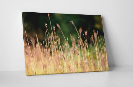 Natură - Tablou canvas : Campul vara