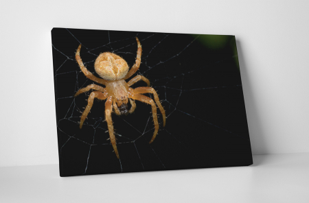 Animale - Tablou canvas : Paianjen