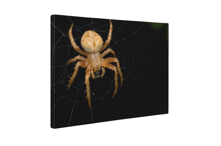 Tablou canvas : Paianjen [4]