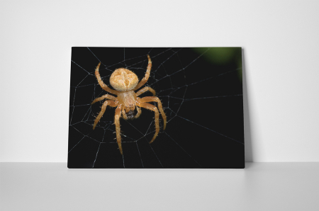 Tablou canvas : Paianjen [1]