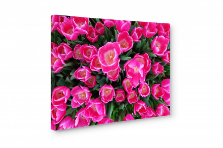 Tablou canvas : Lalele roz [2]