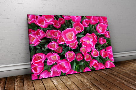 Tablou canvas : Lalele roz [1]
