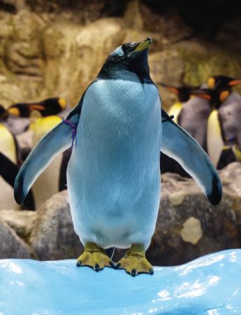 Tablou canvas : Pinguin jucaus [3]