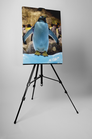 Tablou canvas : Pinguin jucaus [2]